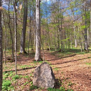 Der Ruheforst als letzte Ruhestätte
