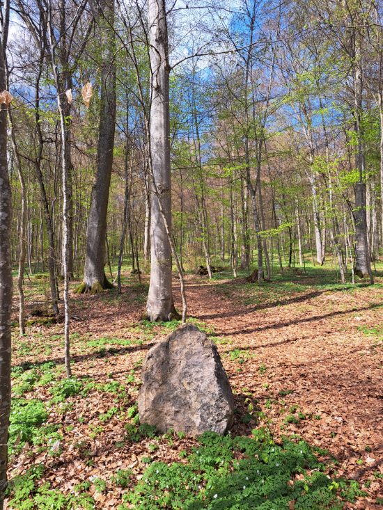 Der Ruheforst als letzte Ruhestätte